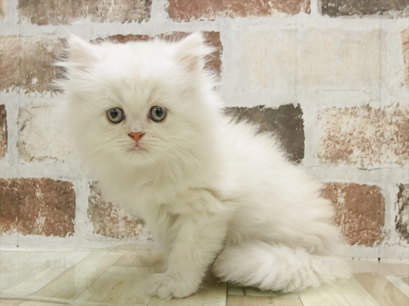 愛知県のミヌエット (ワンラブ豊橋豊川線通り店/2025年10月16日生まれ/男の子/カメオ)の子猫の2枚目の画像