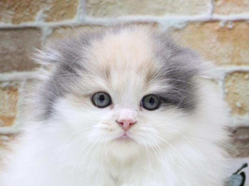 埼玉県のスコティッシュフォールド (ワンラブ埼玉寄居店/2025年10月21日生まれ/女の子/ダイリュートキャリコ)の子猫の1枚目の画像