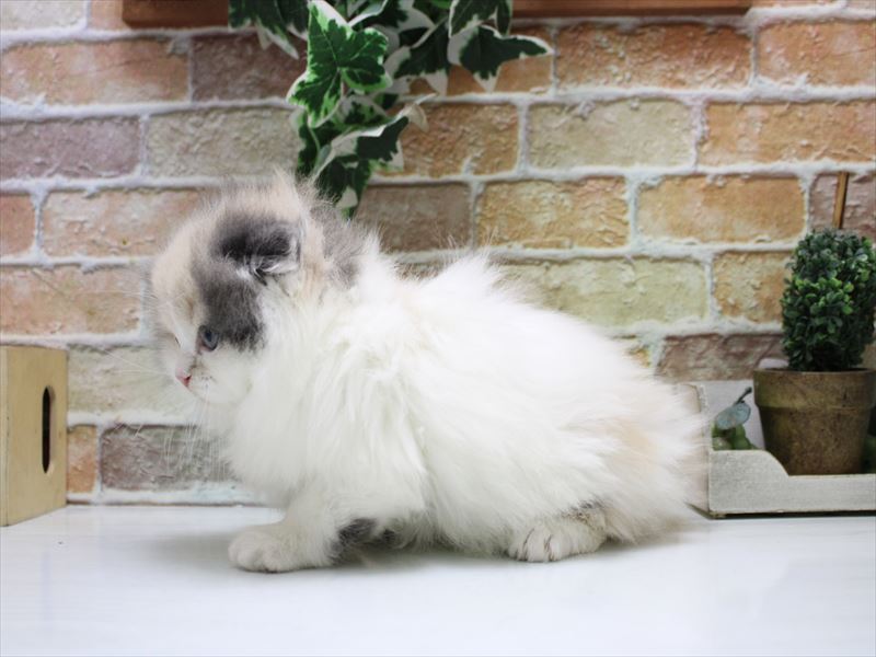 埼玉県のスコティッシュフォールド (ワンラブ埼玉寄居店/2025年10月21日生まれ/女の子/ダイリュートキャリコ)の子猫の3枚目の画像