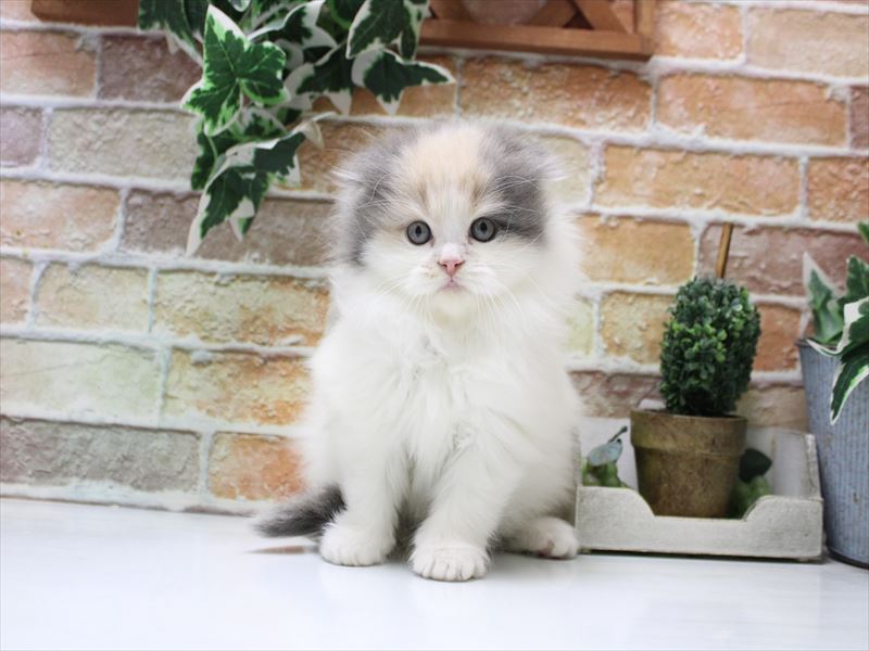 埼玉県のスコティッシュフォールド (ワンラブ埼玉寄居店/2025年10月21日生まれ/女の子/ダイリュートキャリコ)の子猫の2枚目の画像