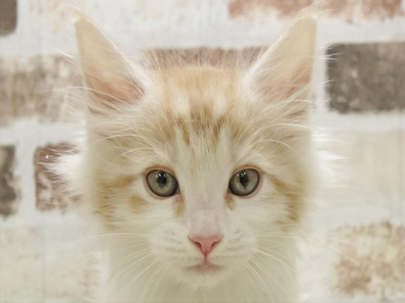 愛知県のメインクーン (ワンラブ名古屋守山インター総本店/2025年10月19日生まれ/男の子/レッドタビーホワイト)の子猫の1枚目の画像