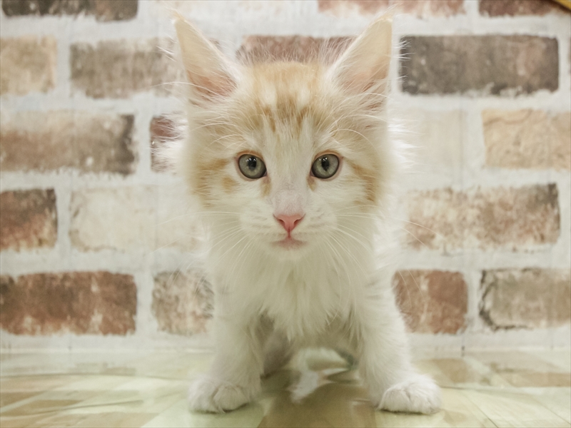 愛知県のメインクーン (ワンラブ名古屋守山インター総本店/2025年10月19日生まれ/男の子/レッドタビーホワイト)の子猫の3枚目の画像