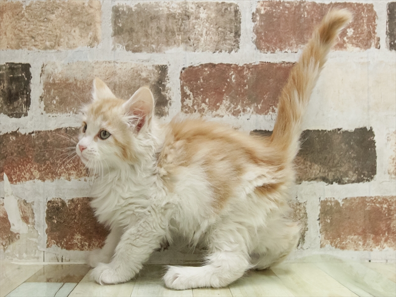 愛知県のメインクーン (ワンラブ名古屋守山インター総本店/2025年10月19日生まれ/男の子/レッドタビーホワイト)の子猫の2枚目の画像