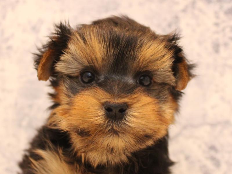 神奈川県のヨークシャーテリア (ワンラブららぽーと海老名店/2025年10月21日生まれ/男の子/スチールブルータン)の子犬の1枚目の画像