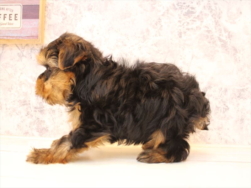 神奈川県のヨークシャーテリア (ワンラブららぽーと海老名店/2025年10月21日生まれ/男の子/スチールブルータン)の子犬の3枚目の画像