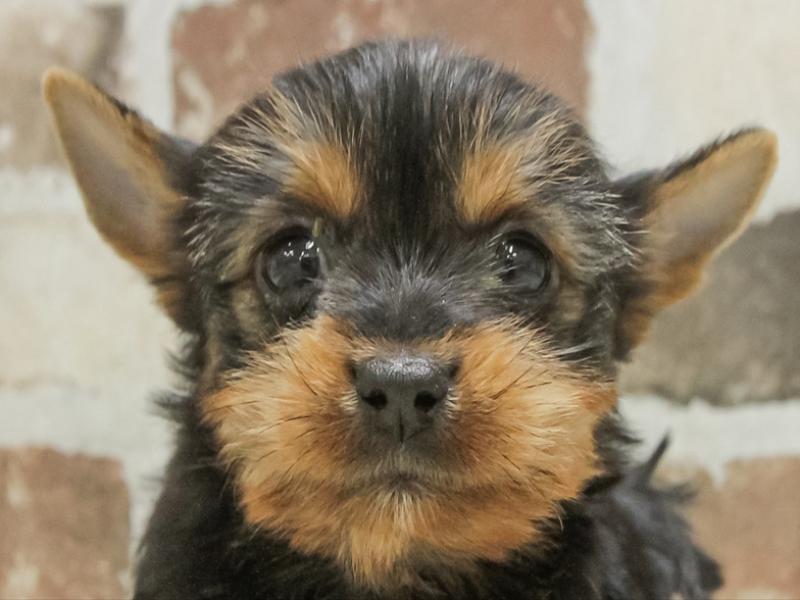 香川県のヨークシャーテリア (ワンラブゆめタウン三豊店/2025年10月20日生まれ/女の子/スチールブルータン)の子犬の1枚目の画像