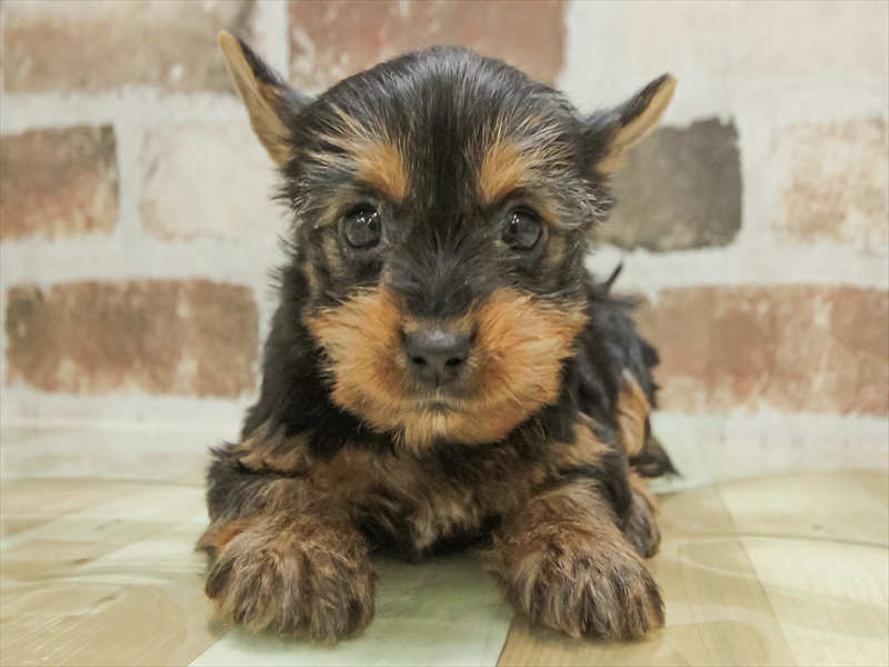 香川県のヨークシャーテリア (ワンラブゆめタウン三豊店/2025年10月20日生まれ/女の子/スチールブルータン)の子犬の3枚目の画像