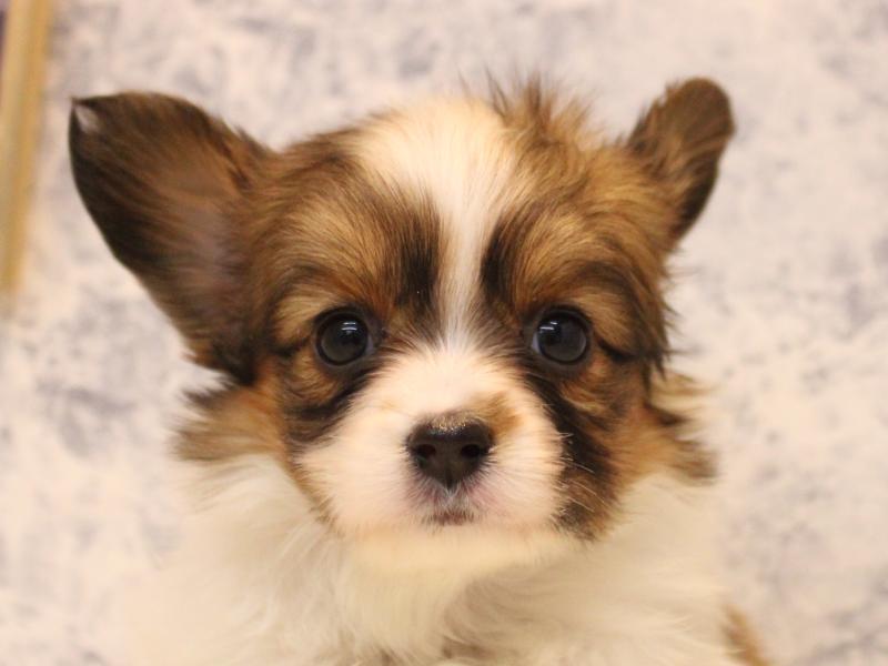 埼玉県のパピヨン (ワンラブ埼玉寄居店/2025年10月20日生まれ/女の子/ホワイトブラウン)の子犬の1枚目の画像