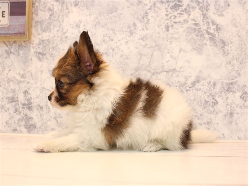 埼玉県のパピヨン (ワンラブ埼玉寄居店/2025年10月20日生まれ/女の子/ホワイトブラウン)の子犬の3枚目の画像