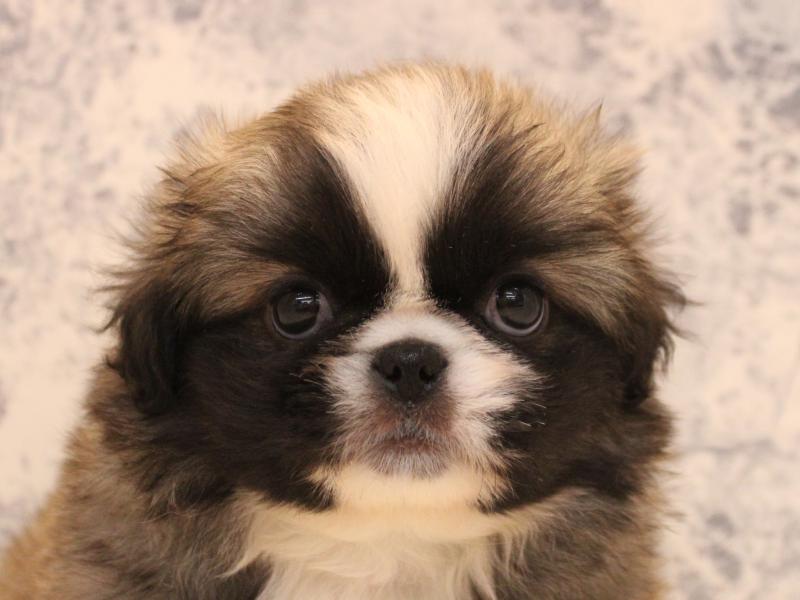 埼玉県のペキニーズ (ワンラブ埼玉寄居店/2025年10月18日生まれ/男の子/フォーンホワイト)の子犬の1枚目の画像