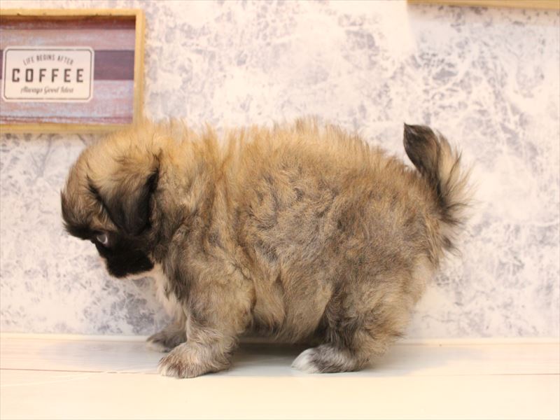 埼玉県のペキニーズ (ワンラブ埼玉寄居店/2025年10月18日生まれ/男の子/フォーンホワイト)の子犬の3枚目の画像