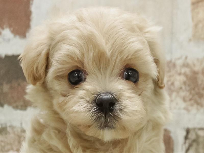 福岡県のマルプー(マルチーズ×プードル) (ワンラブ福岡総本店/2025年10月21日生まれ/男の子/クリーム)の子犬の1枚目の画像