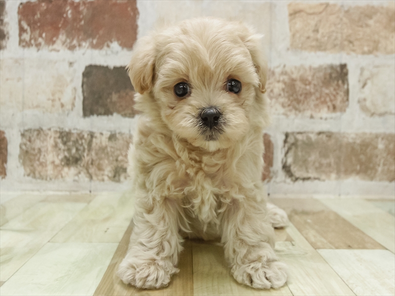 福岡県のマルプー(マルチーズ×プードル) (ワンラブ福岡総本店/2025年10月21日生まれ/男の子/クリーム)の子犬の3枚目の画像