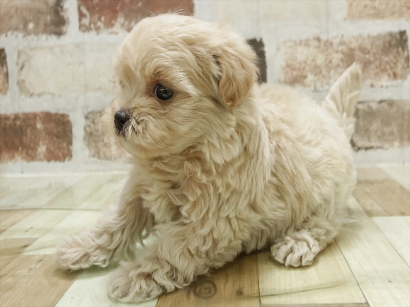 福岡県のマルプー(マルチーズ×プードル) (ワンラブ福岡総本店/2025年10月21日生まれ/男の子/クリーム)の子犬の2枚目の画像