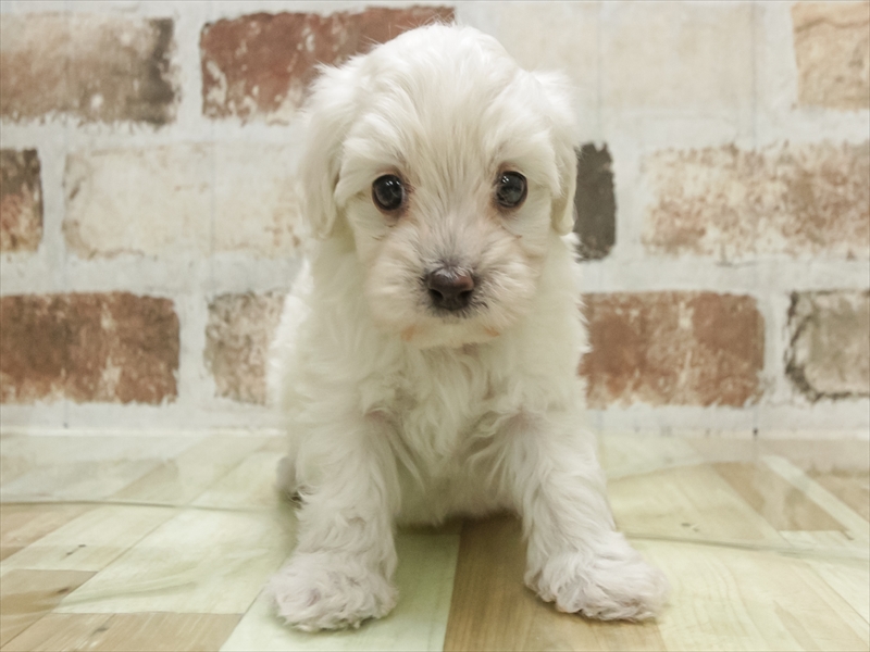 兵庫県のマルプー(マルチーズ×プードル) (ワンラブMEGAドン・キホーテ姫路広畑店/2025年10月19日生まれ/男の子/ホワイト)の子犬の3枚目の画像