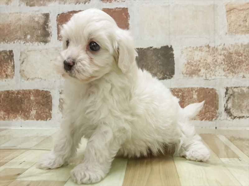 兵庫県のマルプー(マルチーズ×プードル) (ワンラブMEGAドン・キホーテ姫路広畑店/2025年10月19日生まれ/男の子/ホワイト)の子犬の2枚目の画像