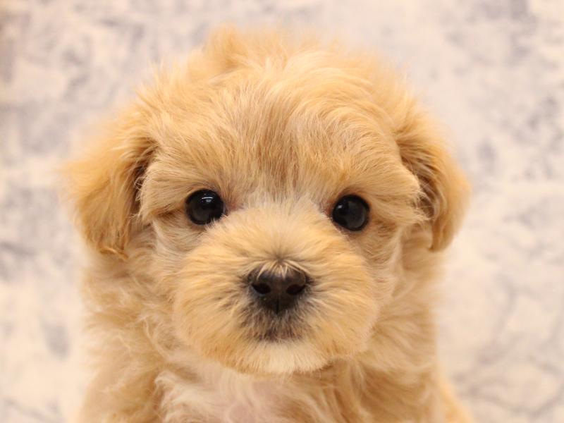 神奈川県のマルプー(マルチーズ×プードル) (ワンラブフレスポ小田原シティーモール店/2025年10月20日生まれ/男の子/アプリコット)の子犬の1枚目の画像