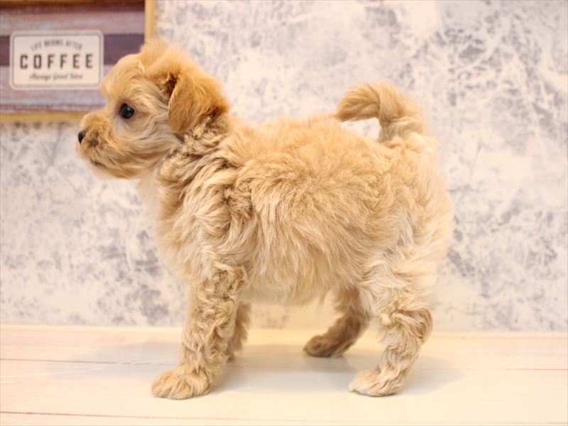 神奈川県のマルプー(マルチーズ×プードル) (ワンラブフレスポ小田原シティーモール店/2025年10月20日生まれ/男の子/アプリコット)の子犬の3枚目の画像