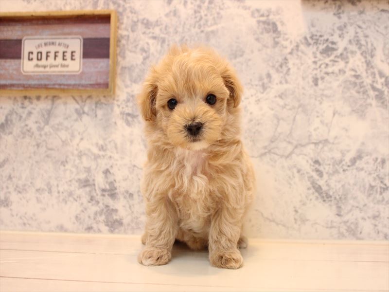 神奈川県のマルプー(マルチーズ×プードル) (ワンラブフレスポ小田原シティーモール店/2025年10月20日生まれ/男の子/アプリコット)の子犬の2枚目の画像