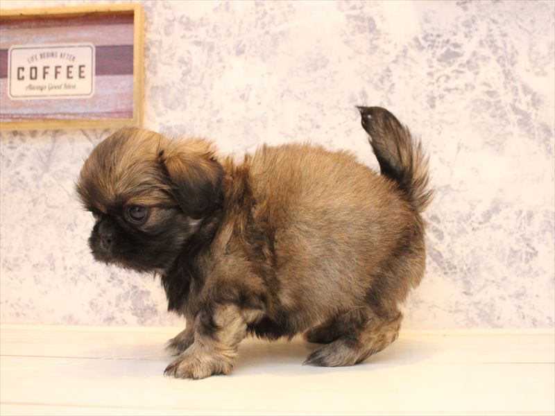 神奈川県のペキニーズ (ワンラブTHE OUTLETS  湘南平塚店/2025年10月19日生まれ/女の子/フォーン)の子犬の3枚目の画像