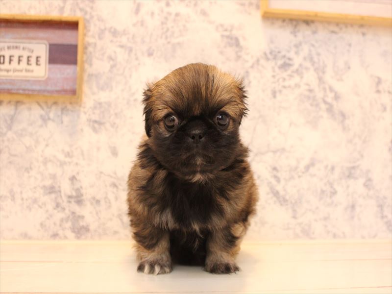 神奈川県のペキニーズ (ワンラブTHE OUTLETS  湘南平塚店/2025年10月19日生まれ/女の子/フォーン)の子犬の2枚目の画像