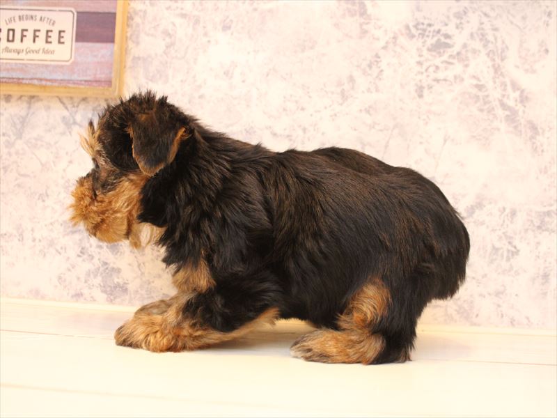 埼玉県のヨークシャーテリア (ワンラブ埼玉寄居店/2025年10月20日生まれ/男の子/スチールブルータン)の子犬の3枚目の画像