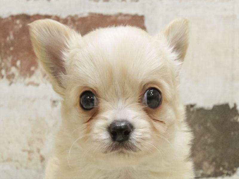 静岡県のチワワ(ロング) (ワンラブカインズ浜松雄踏店/2025年10月20日生まれ/男の子/クリーム)の子犬の1枚目の画像