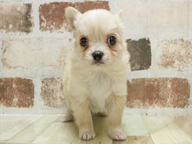 静岡県のチワワ(ロング) (ワンラブカインズ浜松雄踏店/2025年10月20日生まれ/男の子/クリーム)の子犬の3枚目の画像