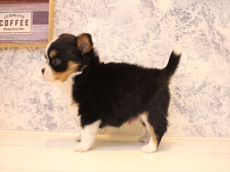 栃木県のチワワ(ロング) (ワンラブベルモール宇都宮店/2025年10月18日生まれ/男の子/ブラックタンホワイト)の子犬の3枚目の画像