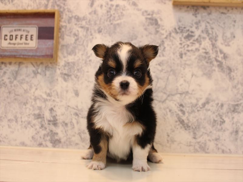 栃木県のチワワ(ロング) (ワンラブベルモール宇都宮店/2025年10月18日生まれ/男の子/ブラックタンホワイト)の子犬の2枚目の画像