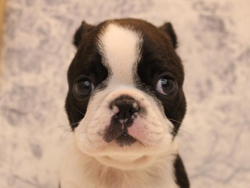 埼玉県のボストンテリア (ワンラブ埼玉寄居店/2025年10月21日生まれ/男の子/ボストンカラー)の子犬の1枚目の画像