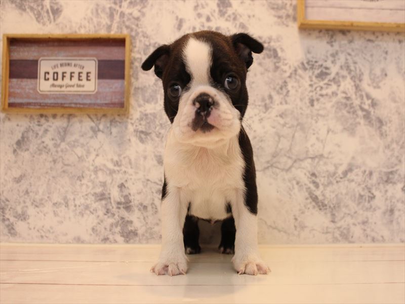 埼玉県のボストンテリア (ワンラブ埼玉寄居店/2025年10月21日生まれ/男の子/ボストンカラー)の子犬の2枚目の画像