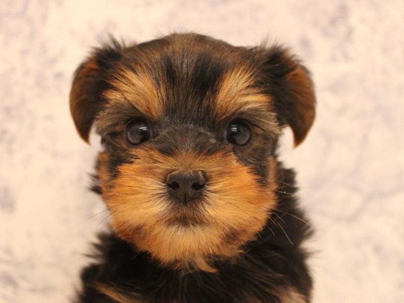 埼玉県のヨークシャーテリア (ワンラブ埼玉寄居店/2025年10月20日生まれ/男の子/スチールブルータン)の子犬の1枚目の画像