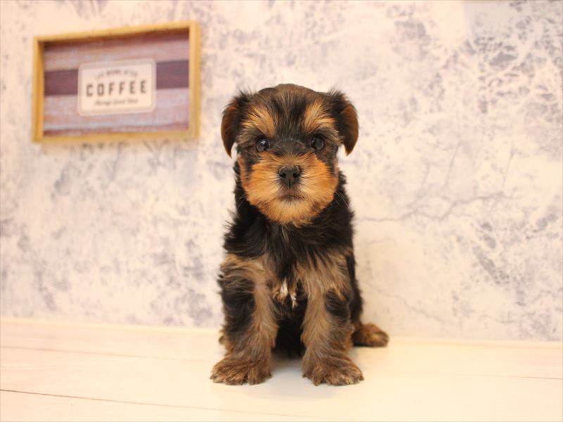 埼玉県のヨークシャーテリア (ワンラブ埼玉寄居店/2025年10月20日生まれ/男の子/スチールブルータン)の子犬の2枚目の画像