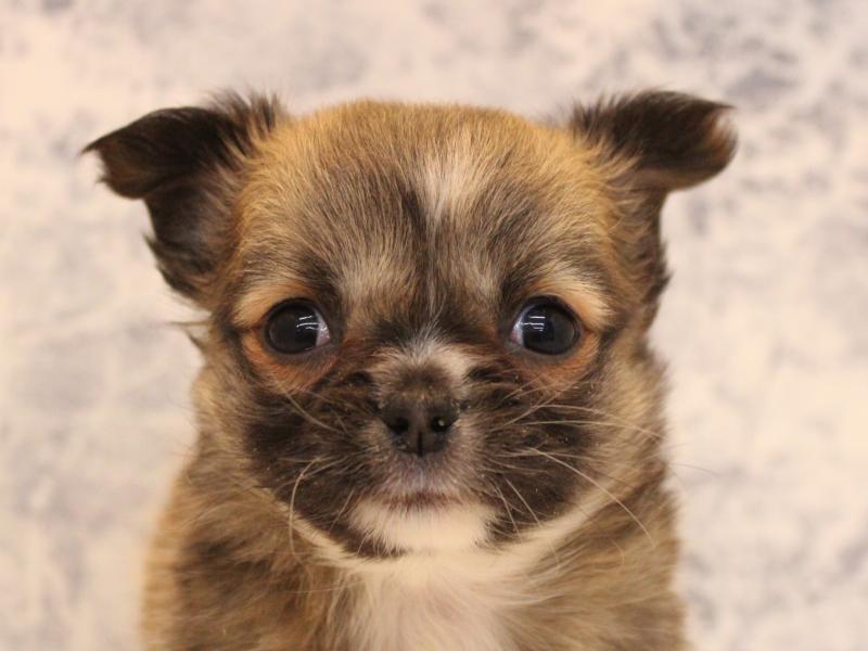 埼玉県のチワワ(ロング) (ワンラブ埼玉寄居店/2025年10月20日生まれ/女の子/フォーンホワイト)の子犬の1枚目の画像