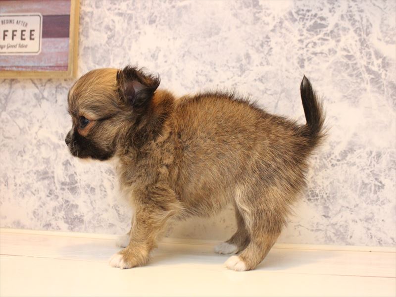 埼玉県のチワワ(ロング) (ワンラブ埼玉寄居店/2025年10月20日生まれ/女の子/フォーンホワイト)の子犬の3枚目の画像