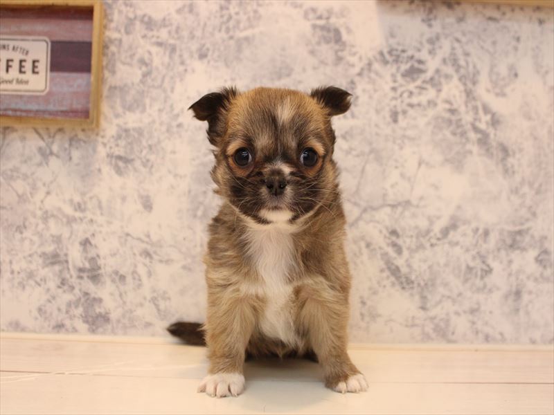 埼玉県のチワワ(ロング) (ワンラブ埼玉寄居店/2025年10月20日生まれ/女の子/フォーンホワイト)の子犬の2枚目の画像