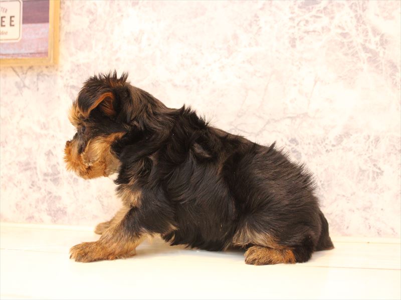 埼玉県のヨークシャーテリア (ワンラブ埼玉寄居店/2025年10月20日生まれ/女の子/スチールブルータン)の子犬の3枚目の画像