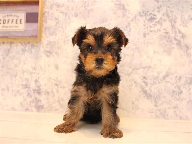 埼玉県のヨークシャーテリア (ワンラブ埼玉寄居店/2025年10月20日生まれ/女の子/スチールブルータン)の子犬の2枚目の画像