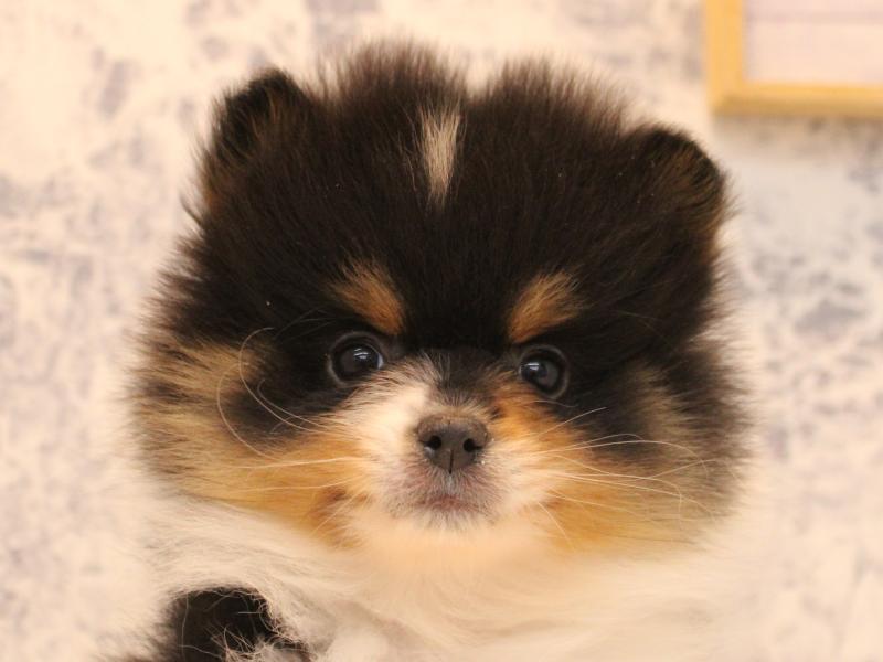 埼玉県のポメラニアン (ワンラブ埼玉寄居店/2025年10月20日生まれ/男の子/ブラックタンホワイト)の子犬の1枚目の画像