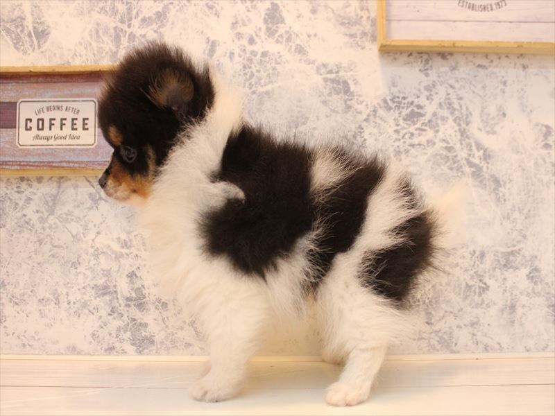埼玉県のポメラニアン (ワンラブ埼玉寄居店/2025年10月20日生まれ/男の子/ブラックタンホワイト)の子犬の3枚目の画像