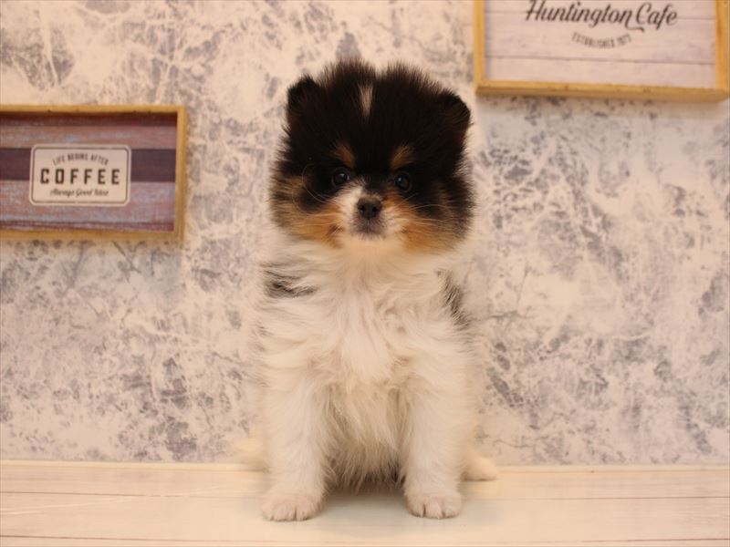 埼玉県のポメラニアン (ワンラブ埼玉寄居店/2025年10月20日生まれ/男の子/ブラックタンホワイト)の子犬の2枚目の画像