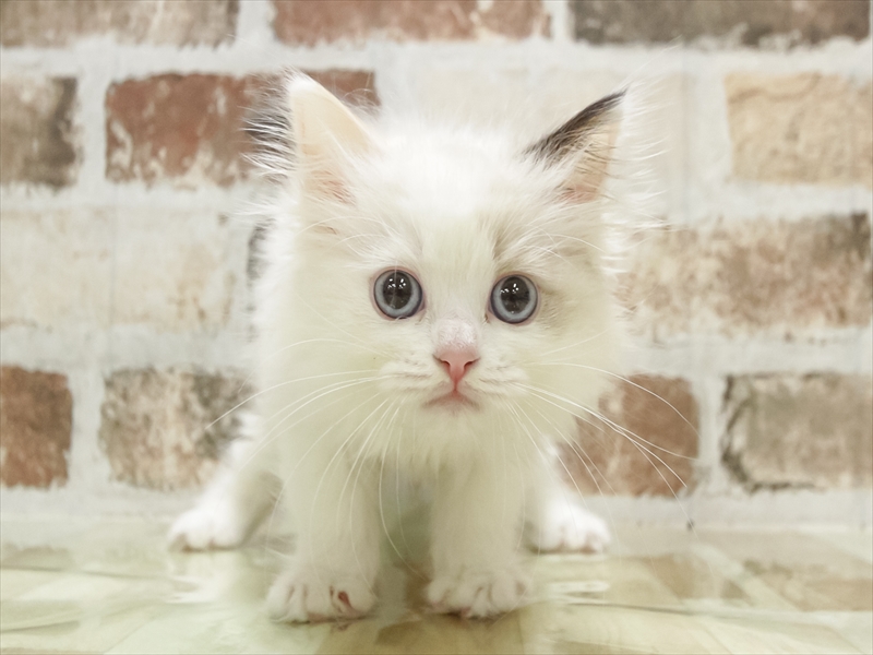 愛知県のラグドール (ワンラブ名古屋守山インター総本店/2025年10月19日生まれ/女の子/シールトーティポイント)の子猫の3枚目の画像