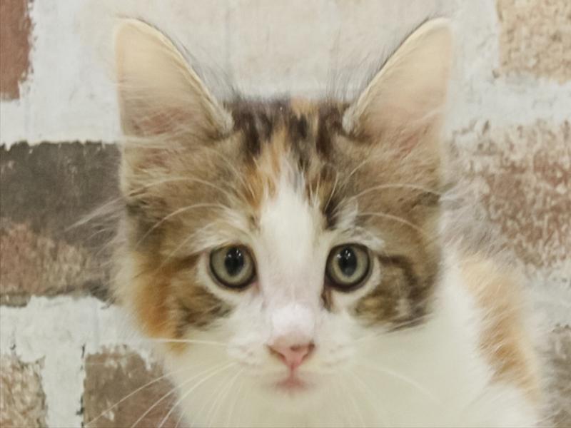 愛知県のノルウェージャンフォレストキャット (ワンラブ名古屋守山インター総本店/2025年10月21日生まれ/女の子/キャリコ)の子猫の1枚目の画像