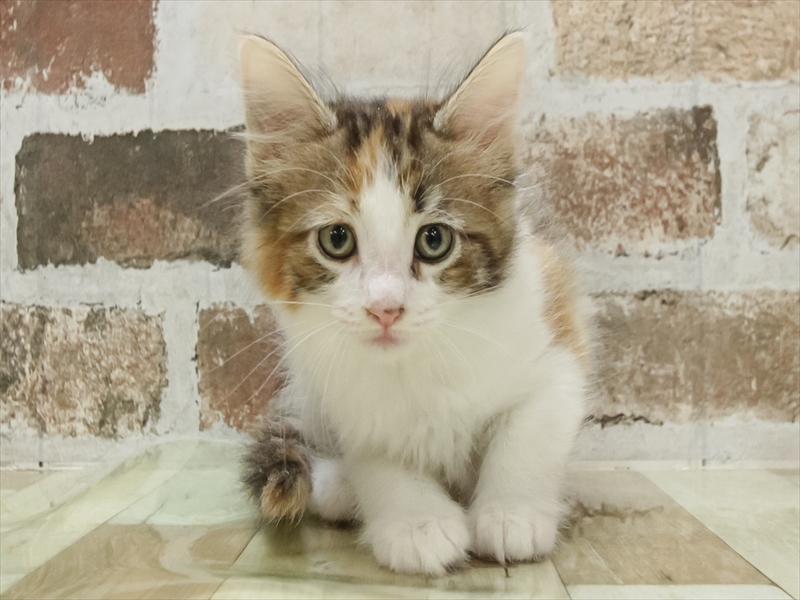 愛知県のノルウェージャンフォレストキャット (ワンラブ名古屋守山インター総本店/2025年10月21日生まれ/女の子/キャリコ)の子猫の3枚目の画像
