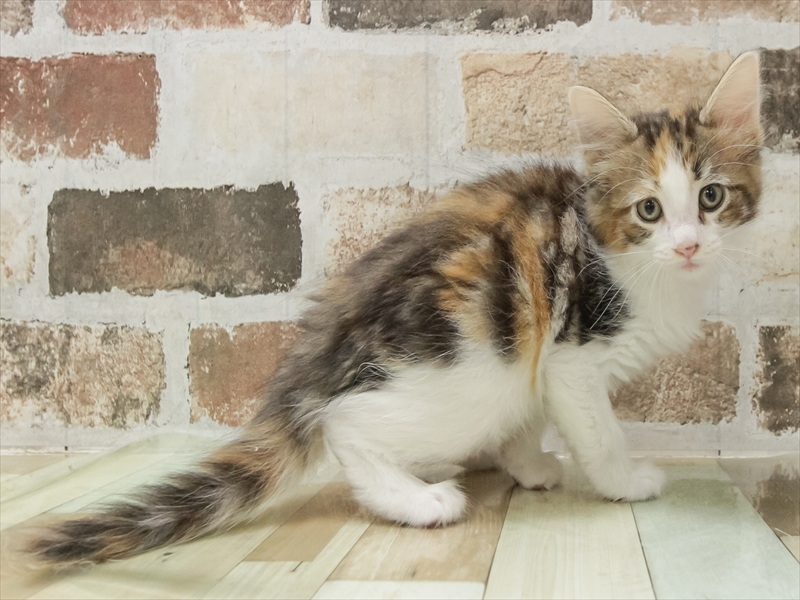 愛知県のノルウェージャンフォレストキャット (ワンラブ名古屋守山インター総本店/2025年10月21日生まれ/女の子/キャリコ)の子猫の2枚目の画像