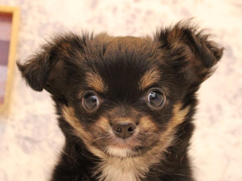 埼玉県のチワワ(ロング) (ワンラブ埼玉寄居店/2025年10月20日生まれ/女の子/ブラックタンホワイト)の子犬の1枚目の画像