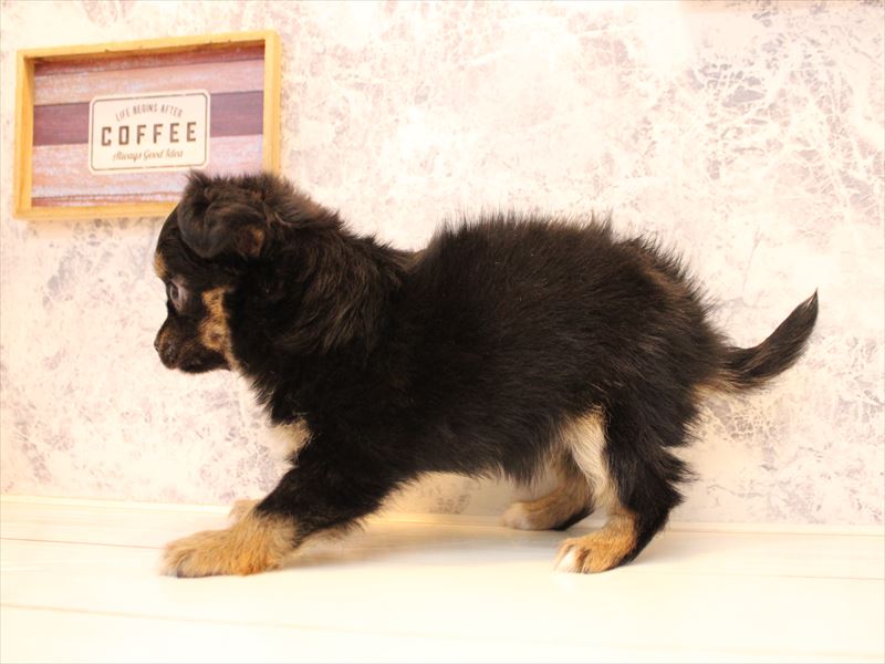 埼玉県のチワワ(ロング) (ワンラブ埼玉寄居店/2025年10月20日生まれ/女の子/ブラックタンホワイト)の子犬の3枚目の画像