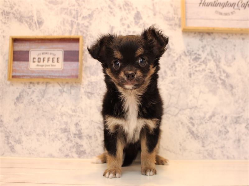 埼玉県のチワワ(ロング) (ワンラブ埼玉寄居店/2025年10月20日生まれ/女の子/ブラックタンホワイト)の子犬の2枚目の画像