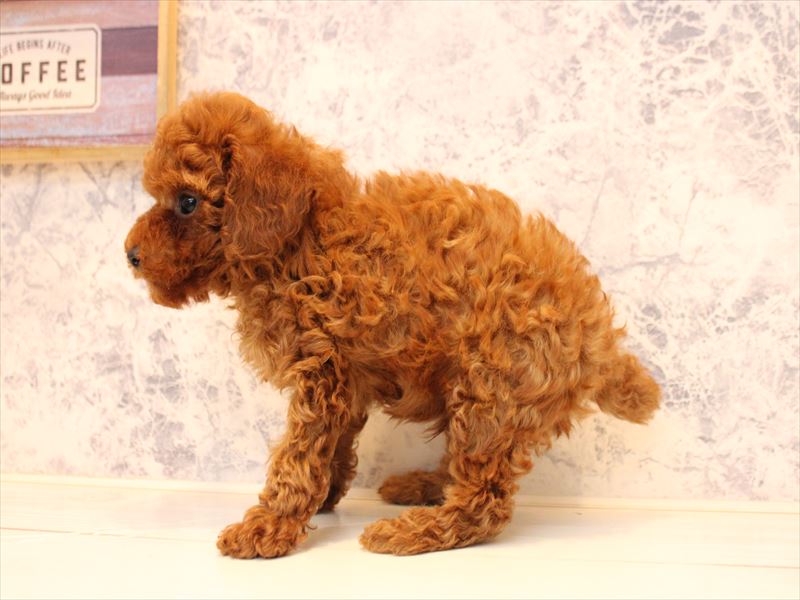 埼玉県のトイプードル(トイ) (ワンラブ埼玉寄居店/2025年10月20日生まれ/男の子/レッド)の子犬の3枚目の画像